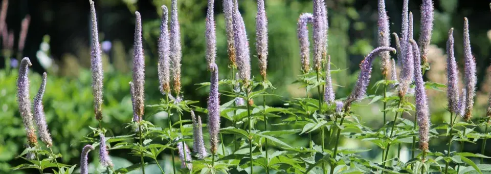 Rozrazilec virginský Náhled