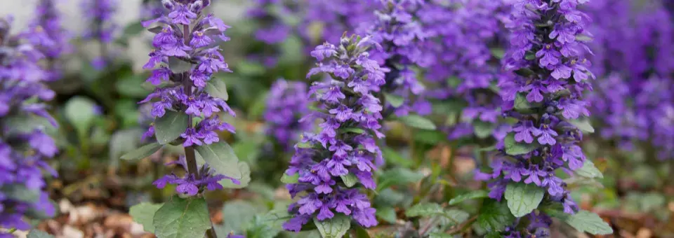 Zběhovec plazivý Náhled