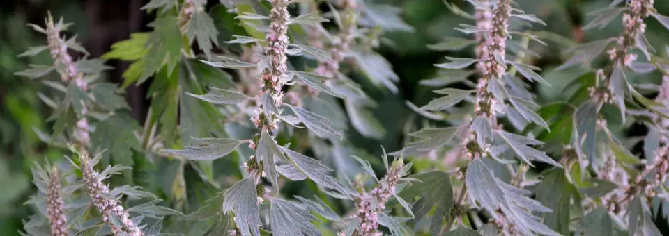 Srdečník obecný Náhled