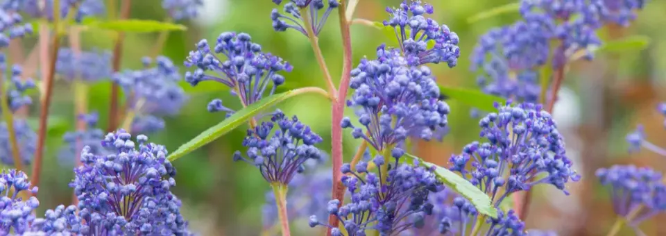 Latnatec křížený Náhled