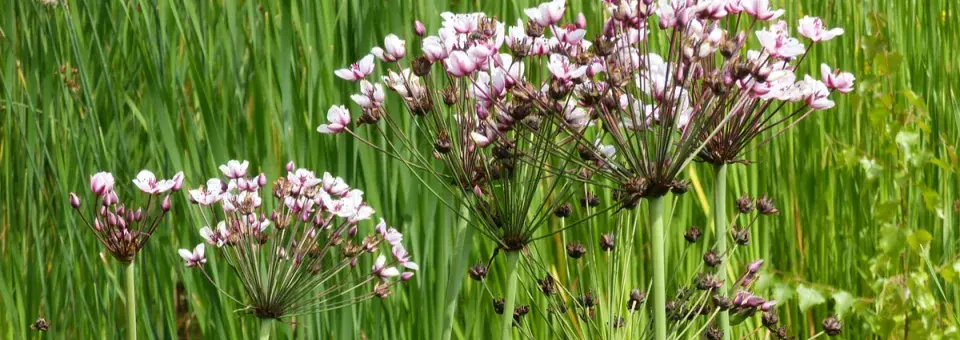 Šmel okoličnatý Náhled