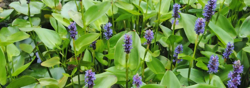 Modráska srdčitá Náhled