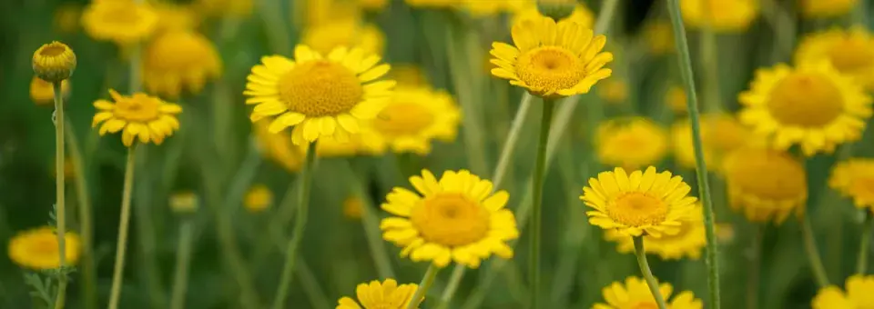 Rmen barvířský Náhled