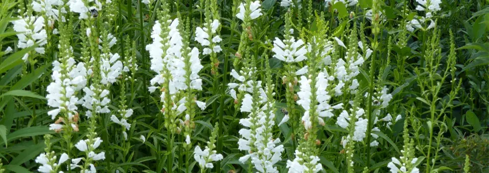 Řetězovka virginská Náhled