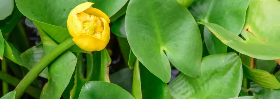 Stulík žlutý Náhled