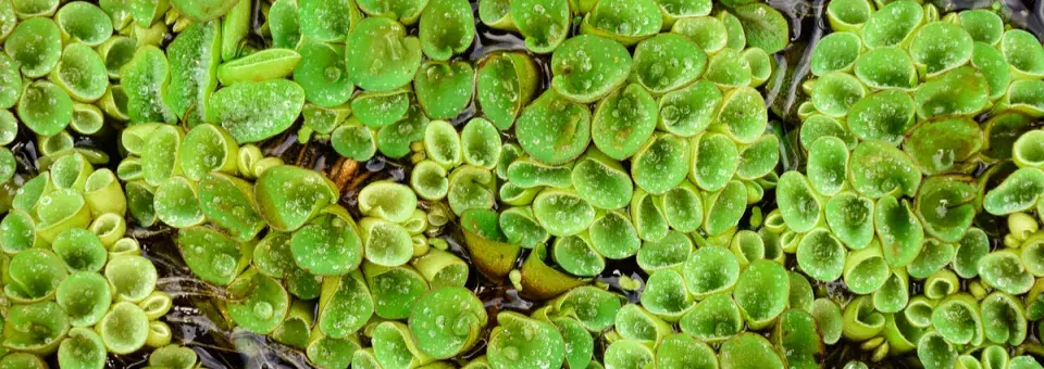 Nepukalka vzplývající Náhled