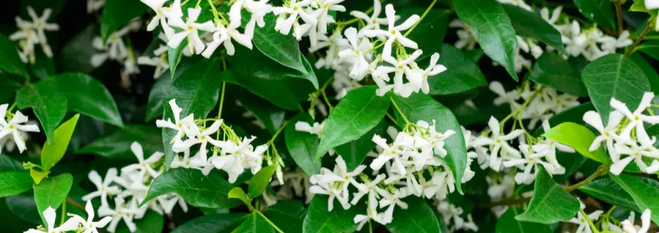 Jasmínovník vonný Náhled