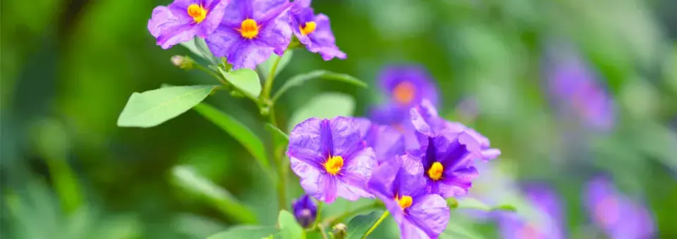 Lilkovník hořcokvětý  Náhled