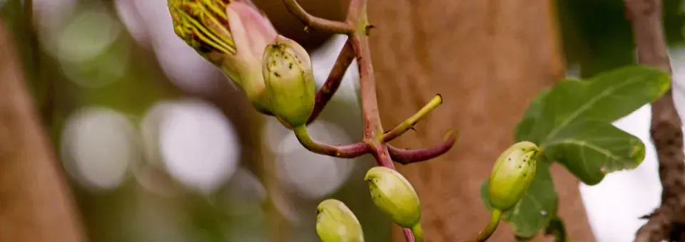 Kigélie zpeřená Náhled