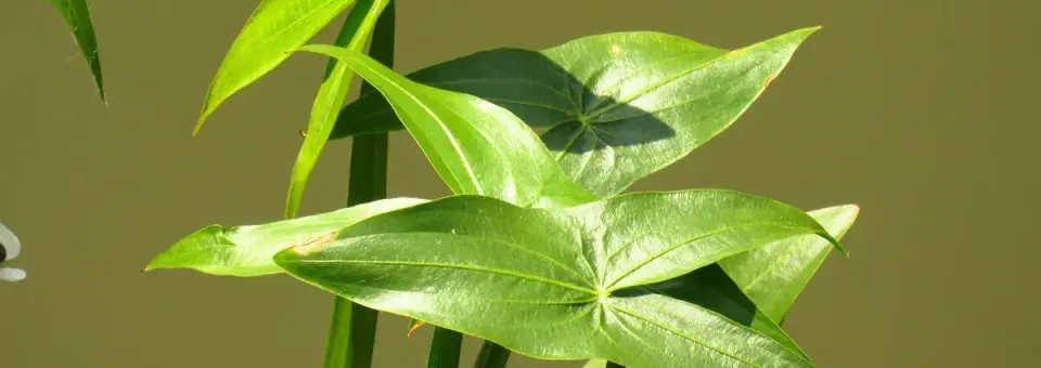 Šípatka střelolistá Náhled