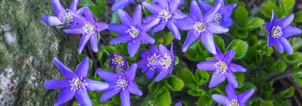 Jaterník podléška Náhled