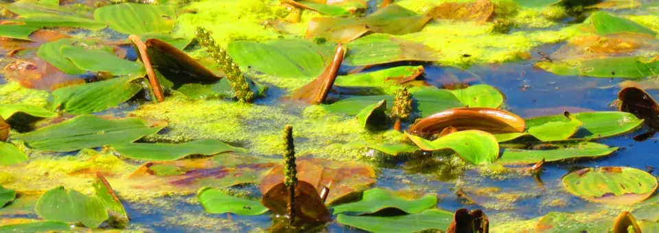 Rdest vzplývavý Náhled