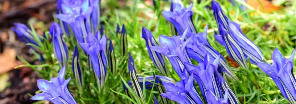 Hořec podzimní Náhled