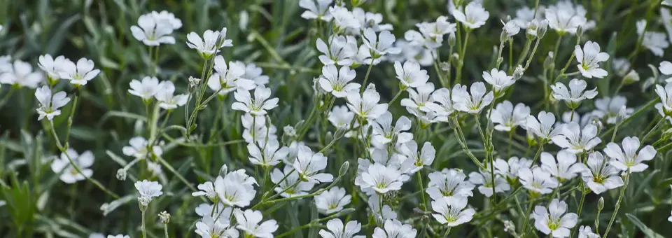 Rožec plstnatý Náhled