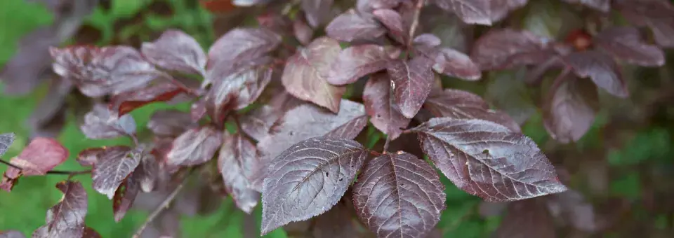 Slivoň myrobalán Náhled