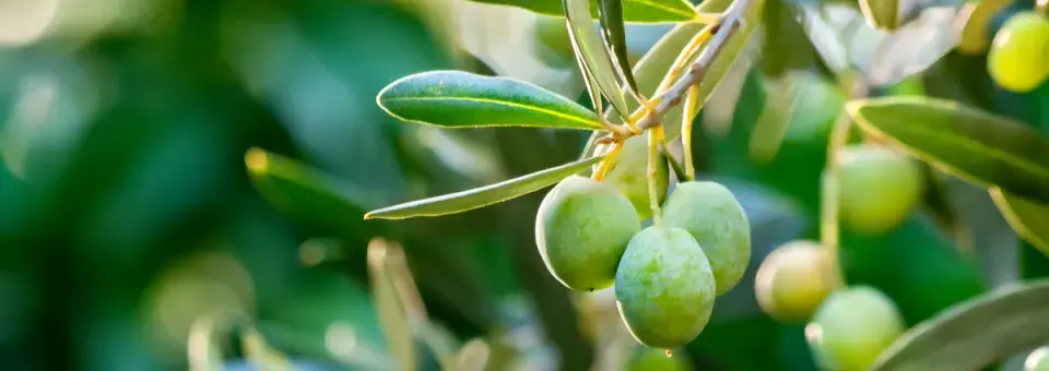 Olivovník evropský Náhled