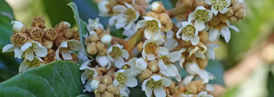 Lokvát japonský Náhled