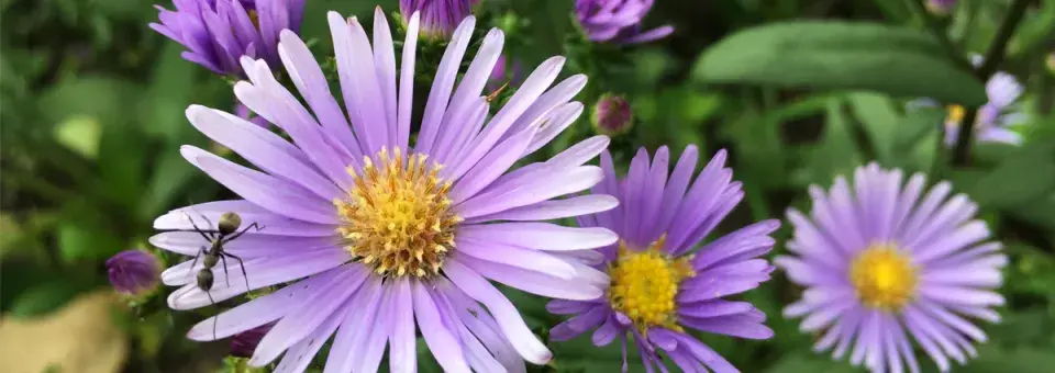 Hvězdnice novobelgická Náhled