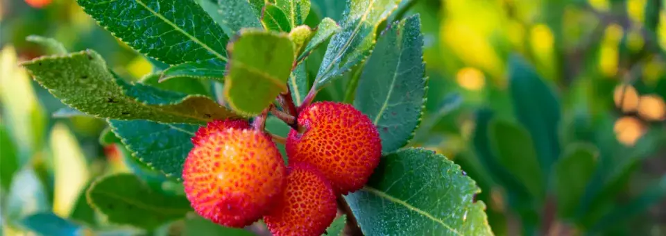 Planika velkoplodá Náhled