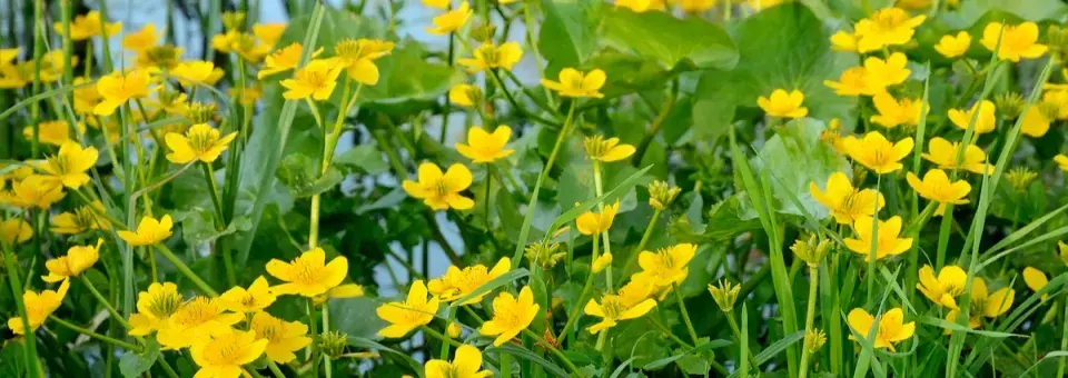 Blatouch bahenní Náhled