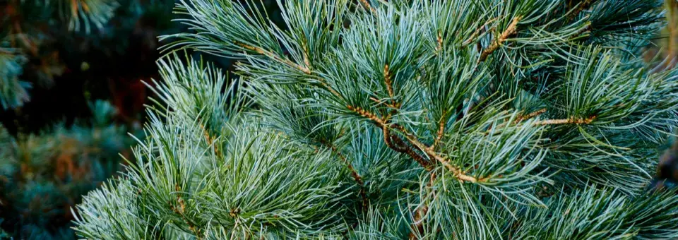 Borovice drobnokvětá Náhled