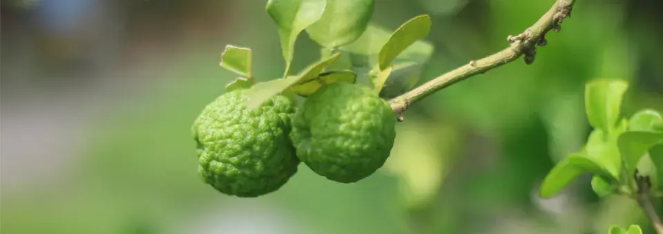 Citroník (Kafrová limetka) Náhled