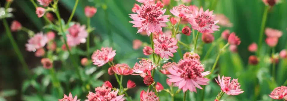 Jarmanka větší Náhled