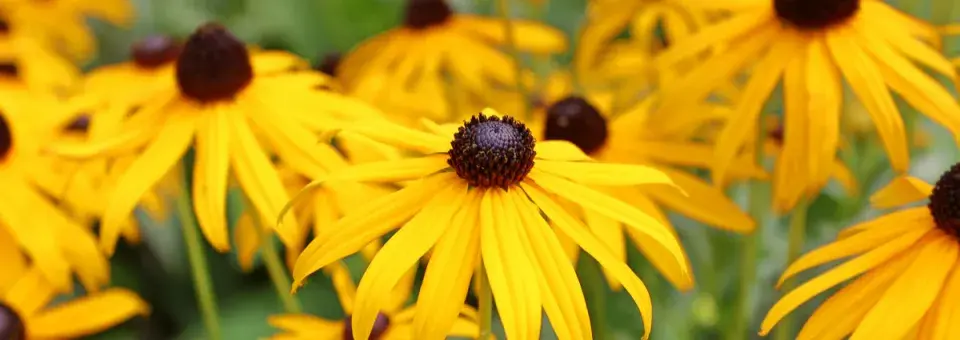 Třapatka zářivá Náhled