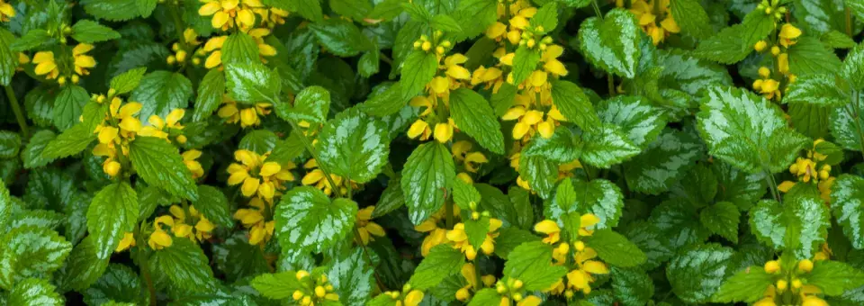 Pitulník žlutý Náhled