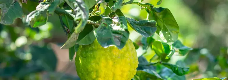 Citroník cedrát Náhled