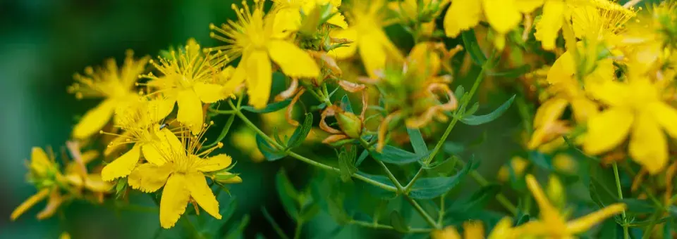 Třezalka tečkovaná Náhled