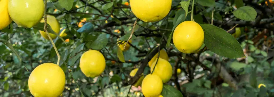 Citroník limonový Náhled
