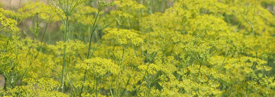 Fenykl obecný Náhled