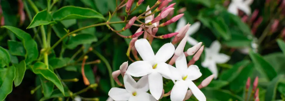 Jasmín pravý Náhled