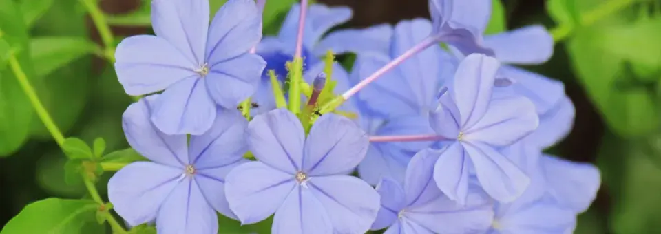 Olověnec ouškatý Náhled