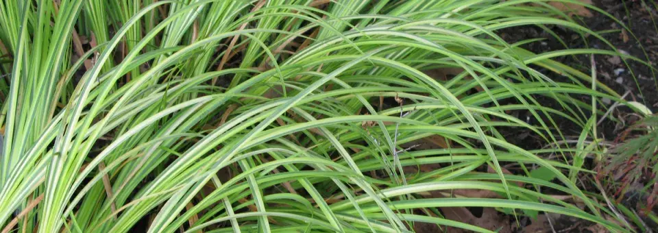 Puškvorec trávovitý Náhled