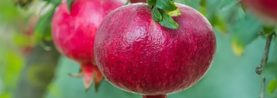 Granátovník obecný Náhled