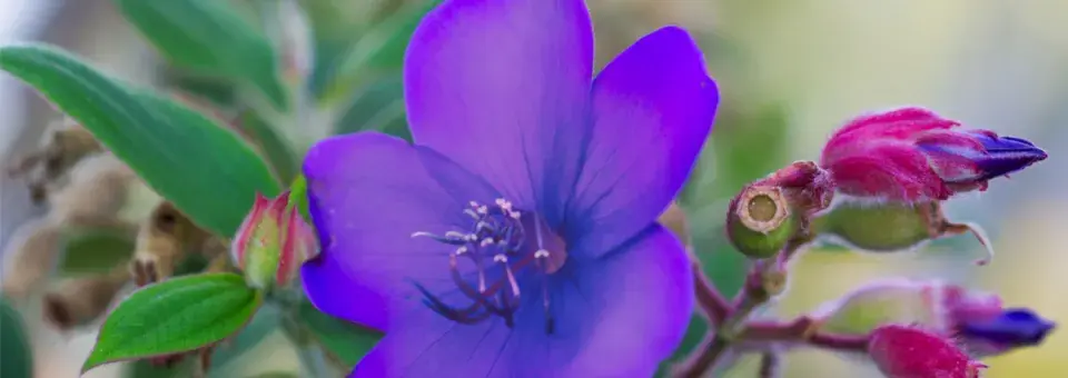 Tibouchina Náhled