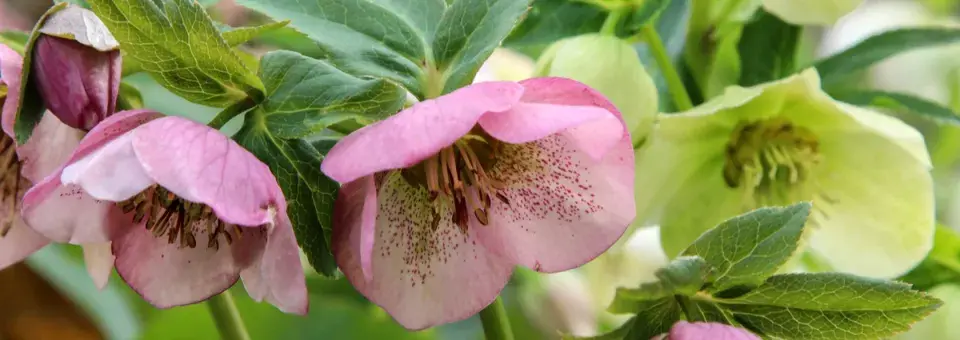 Čemeřice černá Náhled