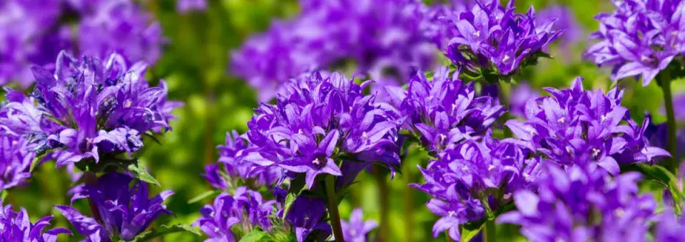 Zvonek klubkatý Náhled