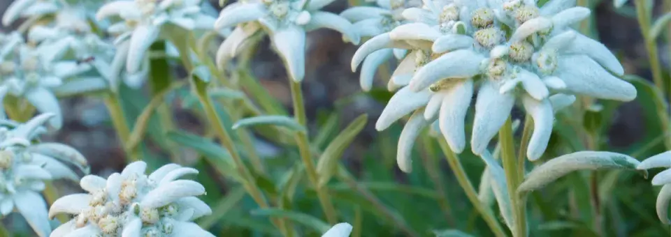 Plesnivec sněžný (protěž alpská) Náhled