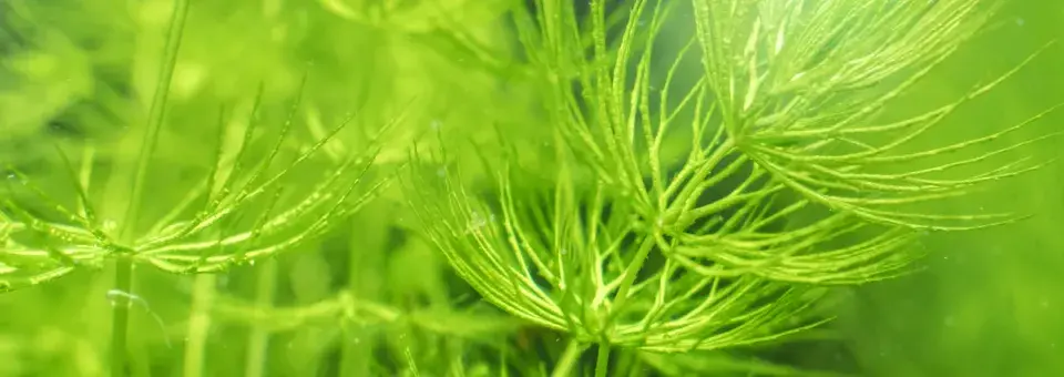 Růžkatec ostnitý Náhled