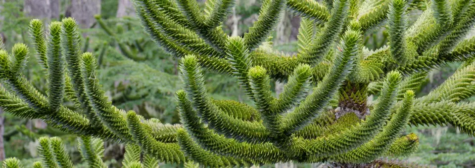 Blahočet chilský Náhled