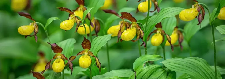 Střevíčník Náhled