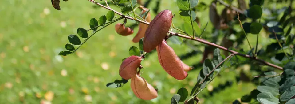 Žanovec obecný Náhled