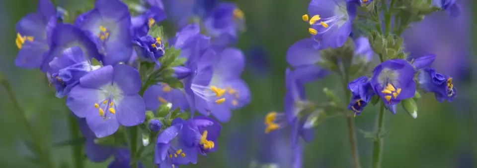 Jirnice modrá Náhled