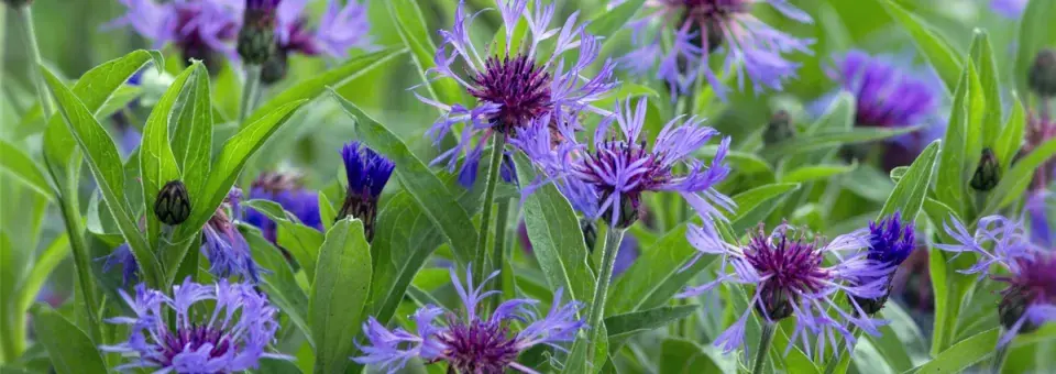 Chrpa horská Náhled