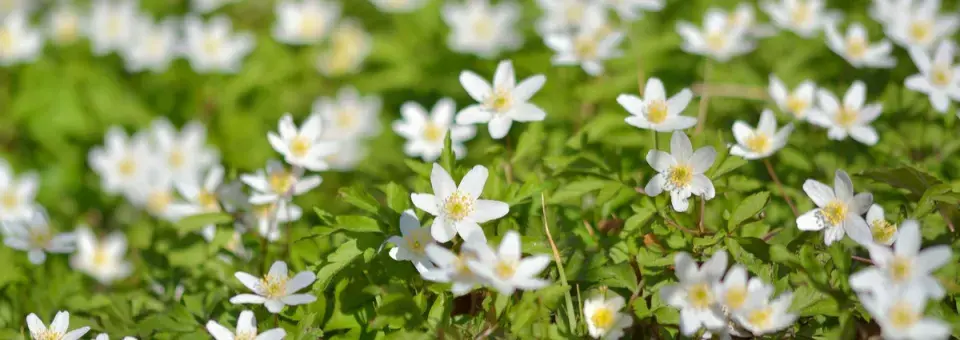 Sasanka hajní Náhled