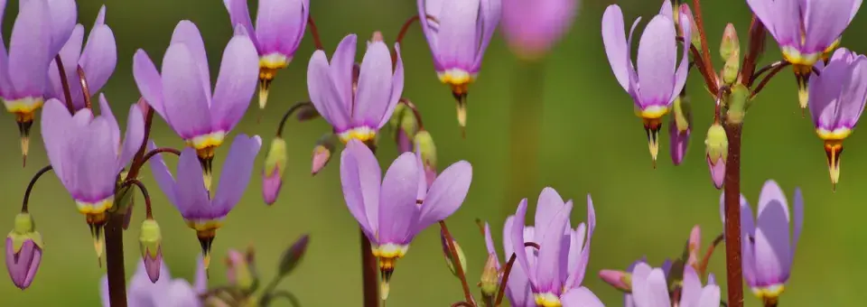 Boží květ zahradní Náhled