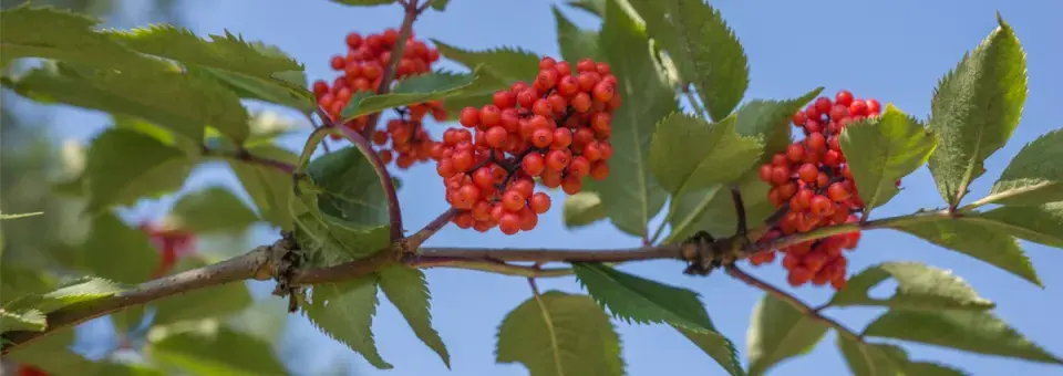 Jeřáb ptačí Náhled